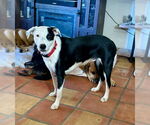 Small American Pit Bull Terrier-Border Collie Mix
