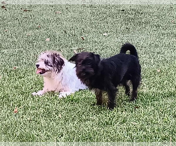Medium Photo #5 Shih Tzu-Unknown Mix Puppy For Sale in Boonton, NJ, USA