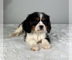 Small Photo #7 Cavalier King Charles Spaniel Puppy For Sale in FRANKLIN, IN, USA