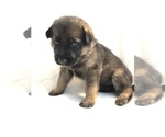 Small Photo #16 German Shepherd Dog Puppy For Sale in HAMILTON, NJ, USA