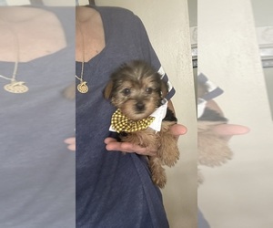Poodle (Toy)-YorkiePoo Mix Puppy for sale in VIRGINIA BEACH, VA, USA