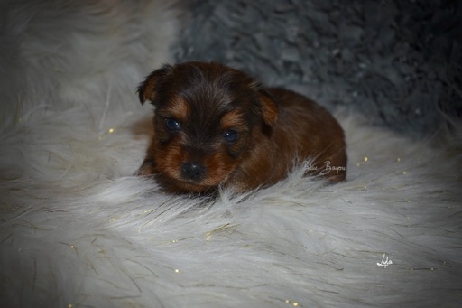 Medium Photo #3 Yorkshire Terrier Puppy For Sale in KELLY, LA, USA