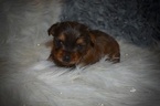 Small Photo #3 Yorkshire Terrier Puppy For Sale in KELLY, LA, USA