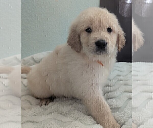 Medium Photo #10 Golden Retriever Puppy For Sale in MODESTO, CA, USA