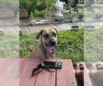 Small #3 Great Dane