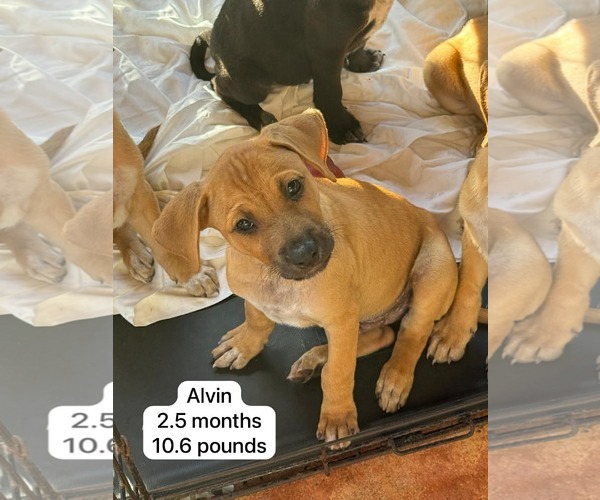 Medium Photo #6 Labsky Puppy For Sale in Virginia Beach, VA, USA