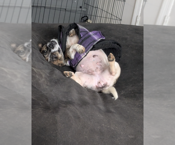 Medium Photo #6 Dachshund-Unknown Mix Puppy For Sale in Candler, NC, USA