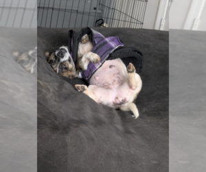 Candy - Female Dachshund-Unknown Mix Dog for Adoption - Photo #6