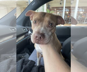 COURTESY POST: Cookie - Female American Pit Bull Terrier Dog for Adoption - Photo #4