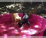 Small #7 Miniature Pinscher Mix