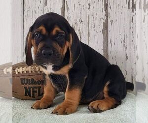 Beabull Puppy for Sale in ARTHUR, Illinois USA
