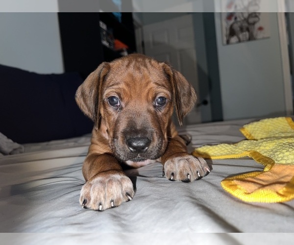 Medium Photo #15 Rhodesian Ridgeback Puppy For Sale in MURFREESBORO, TN, USA