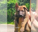 Small #1 German Shepherd Dog