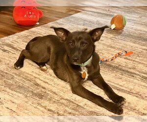Labrador Retriever-Unknown Mix Dogs for adoption in Genesee, WI, USA
