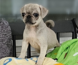 Pug Puppy for Sale in BRIDGETOWN, Ohio USA