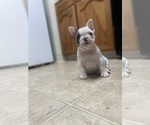 Small Photo #6 French Bulldog Puppy For Sale in SANTA CRUZ, CA, USA