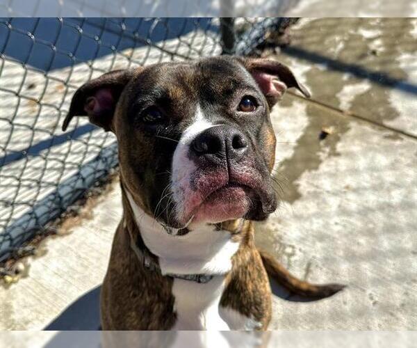 Medium Photo #1 Bullboxer Pit Puppy For Sale in Tulsa, OK, USA