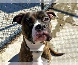 Bullboxer Pit Dogs for adoption in Tulsa, OK, USA