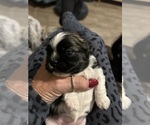 Small #1 Shih Tzu