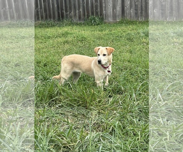 Medium Photo #4 Labrador Retriever-Unknown Mix Puppy For Sale in Aurora, CO, USA