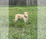 Small #3 Labrador Retriever Mix