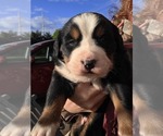 Small #5 Bernese Mountain Dog