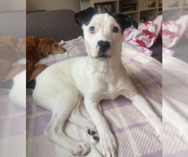 Medium Photo #14 Mutt Puppy For Sale in Princeton, MN, USA