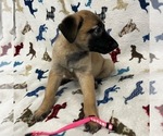 Small Photo #2 Belgian Malinois Puppy For Sale in SAINT GEORGE, UT, USA