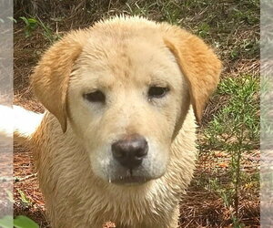 Retriever -Unknown Mix Dogs for adoption in Canton, CT, USA