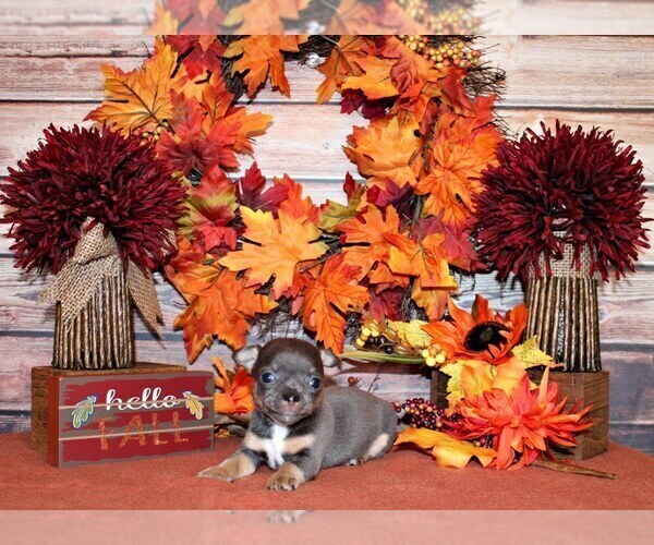 Medium Photo #43 Chihuahua Puppy For Sale in CHARLESTON, AR, USA