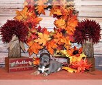 Small Photo #43 Chihuahua Puppy For Sale in CHARLESTON, AR, USA