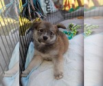 Small #4 Border Collie