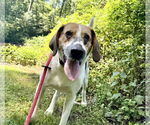 Small Treeing Walker Coonhound Mix