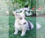 Small Photo #14 Pembroke Welsh Corgi Puppy For Sale in PARADISE, PA, USA