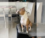 Small #9 American Staffordshire Terrier-Boxer Mix