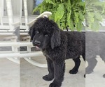 Small #6 Newfoundland