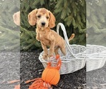 Small Goldendoodle (Miniature)