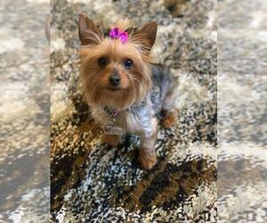 Yorkshire Terrier Puppy for sale in BILLINGS, MT, USA