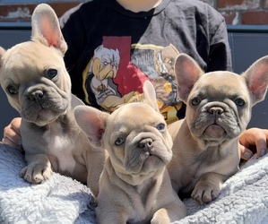 French Bulldog Puppy for Sale in SOUTH SAN FRANCISCO, California USA