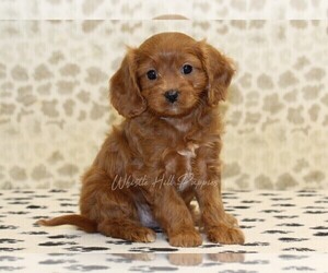 Cavapoo Puppy for sale in DENVER, PA, USA