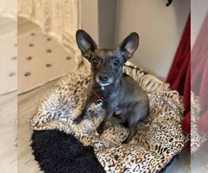 Chiweenie Dogs for adoption in Shermans Dale, PA, USA