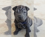 Puppy Bitty Chinese Shar-Pei