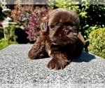 Puppy 1 Shih Tzu