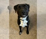 Small #14 Boxer-Brittany Mix