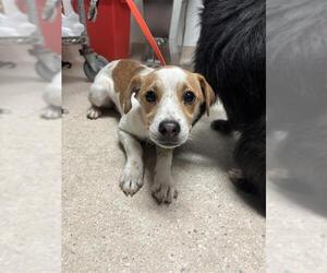 Chihuahua Dogs for adoption in Bakersfield, CA, USA