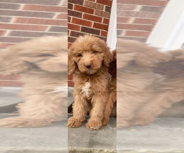 Medium Photo #6 Goldendoodle Puppy For Sale in DETROIT, MI, USA