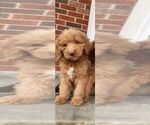 Small Photo #6 Goldendoodle Puppy For Sale in DETROIT, MI, USA