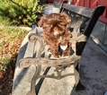 Small Photo #47 Shih Tzu Puppy For Sale in HAYWARD, CA, USA