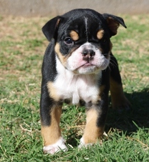 Bulldog Puppy for sale in ALTUS, OK, USA