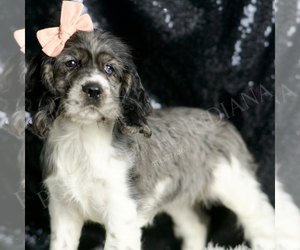 Cocker Spaniel Puppy for sale in WARSAW, IN, USA